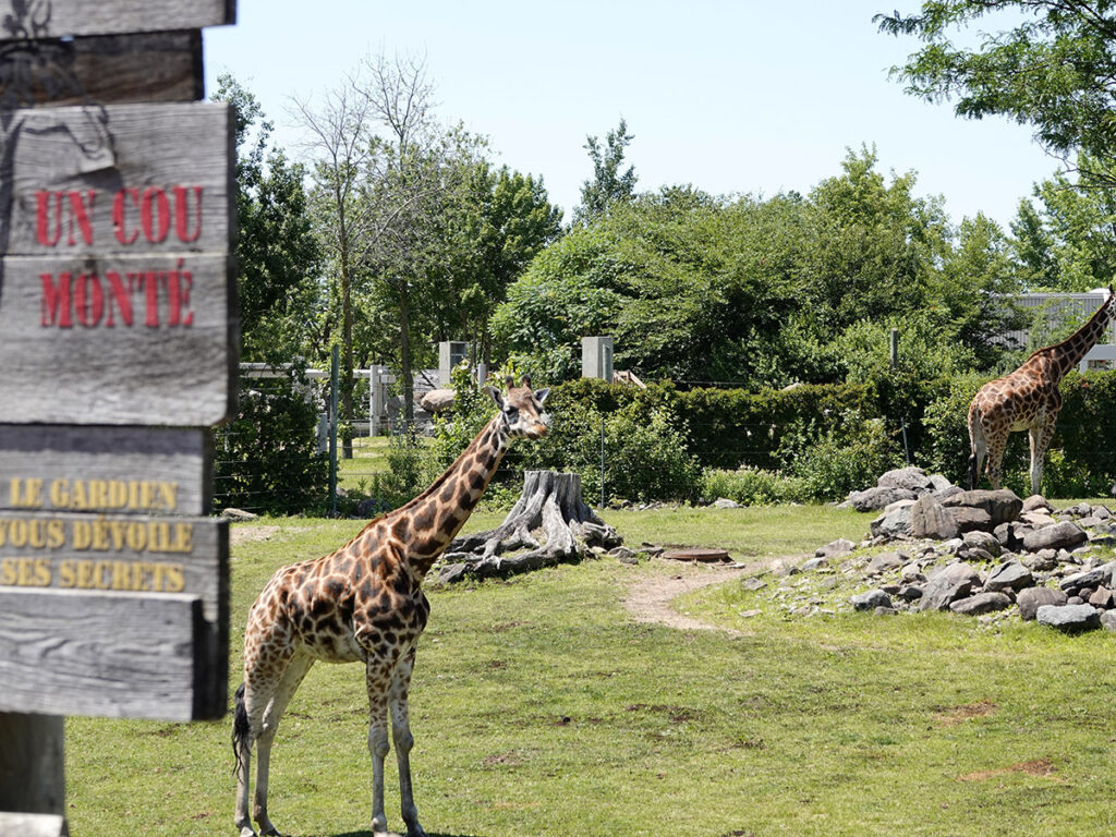 Zoo camping la Mine de cuivre à Eastman en Estrie