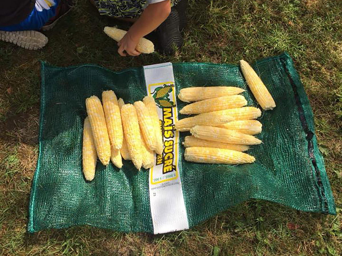 maïs camping la Mine de cuivre à Eastman en Estrie